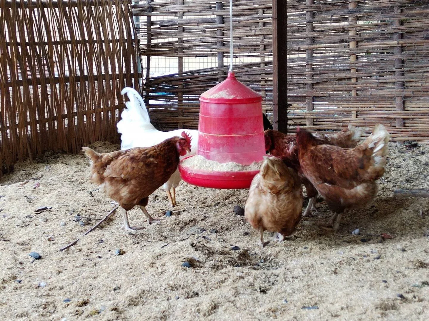 Several chickens and a rooster gathered around a red hanging feeder in a chicken coop with wooden and bamboo fencing.