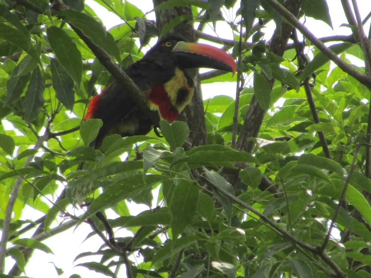 Colorful toucan with a large, curved beak perched among green leaves in a tree.