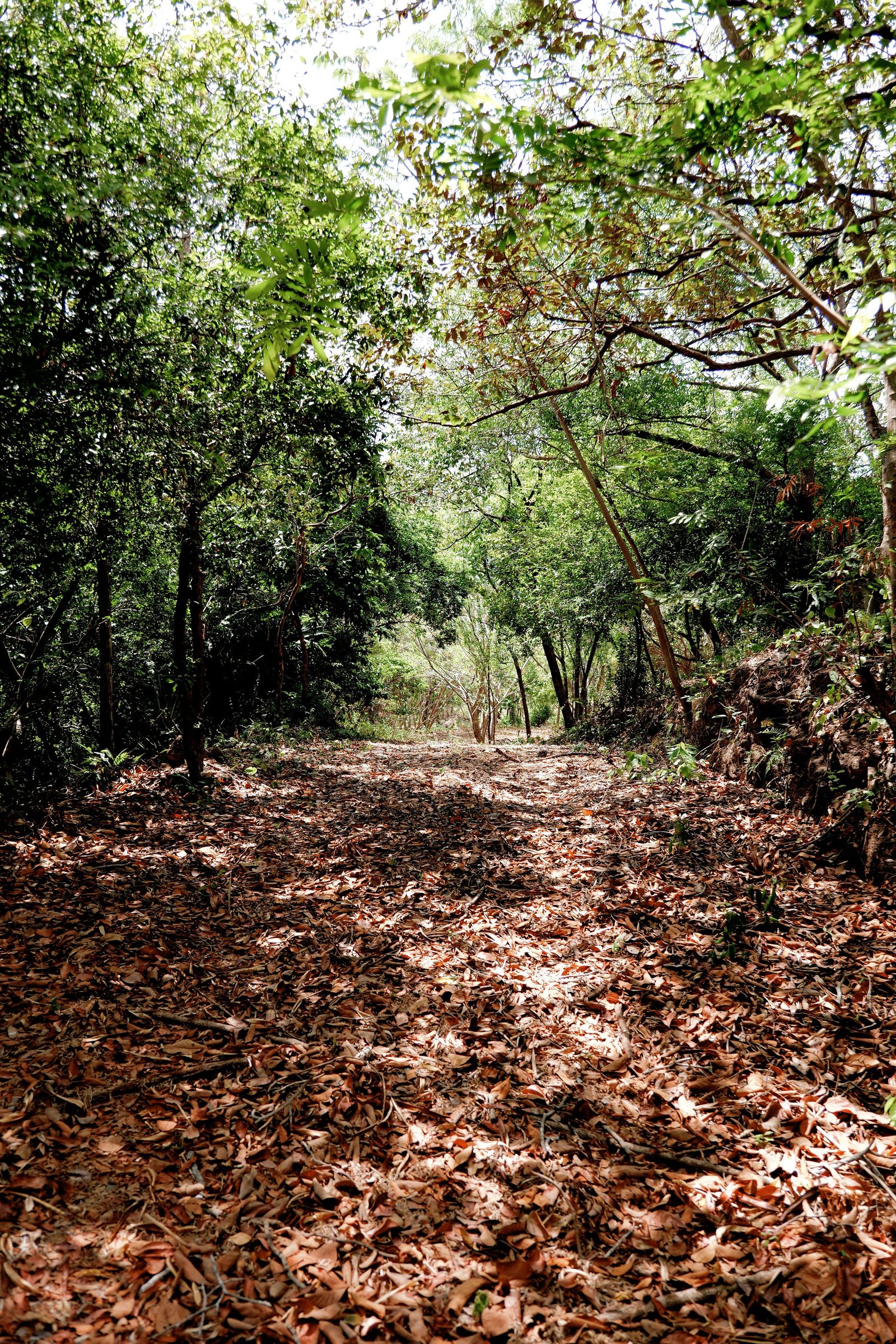A dirt trail covered with fallen leaves through a dense green forest.
