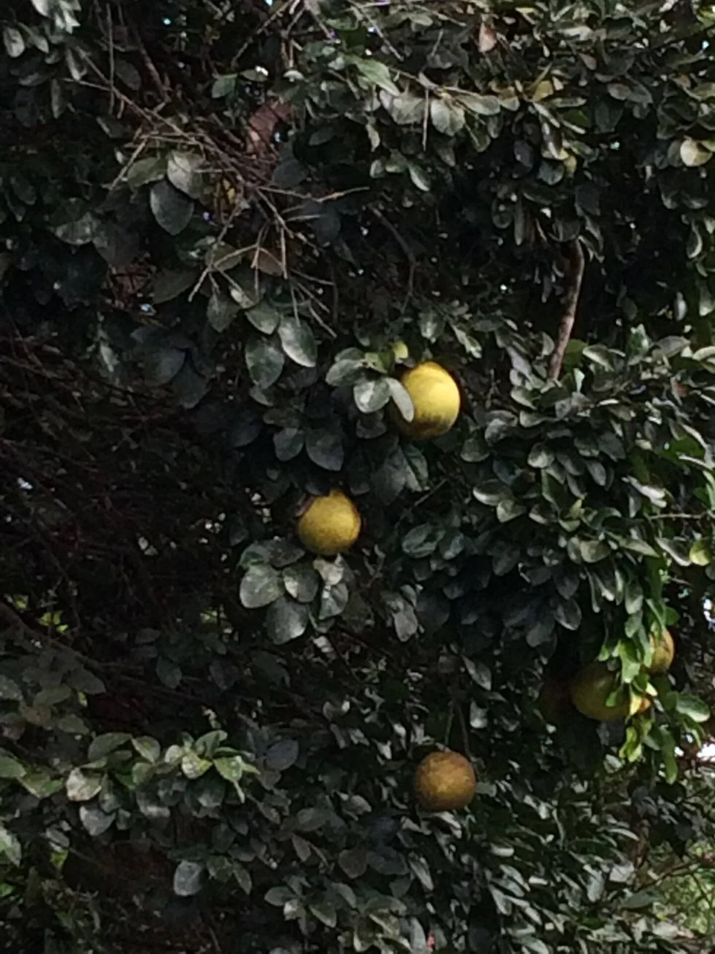 Several greenish-yellow citrus fruits hanging from a leafy tree.