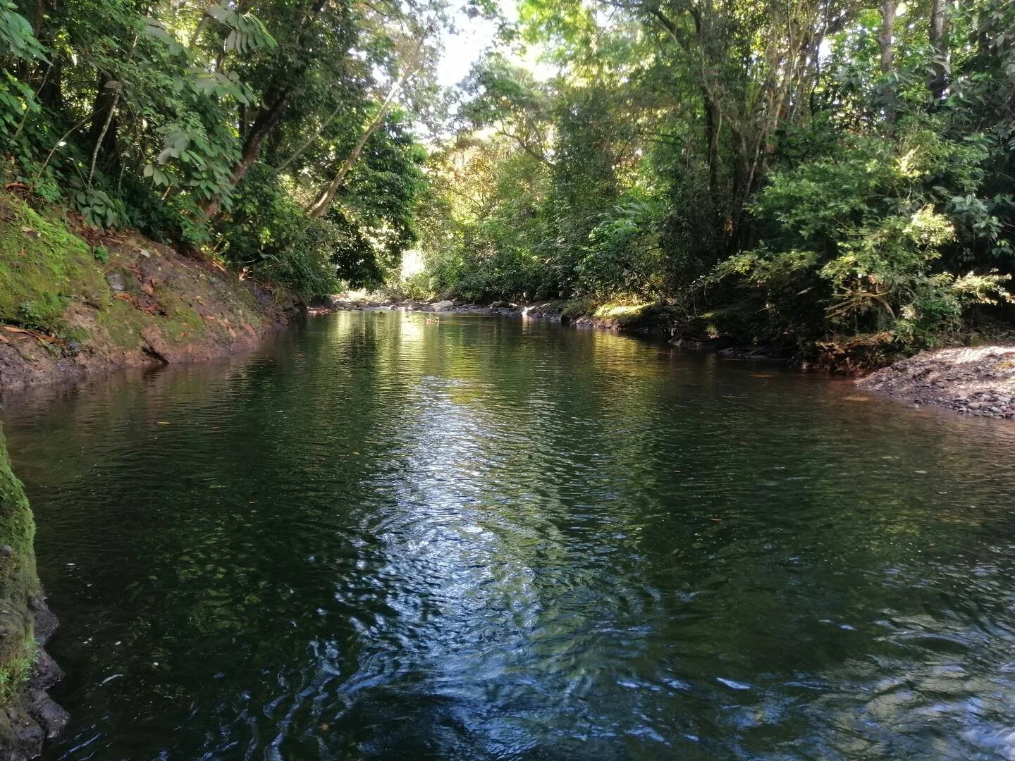A peaceful creek flowing through a dense green forest with sunlight filtering through trees.