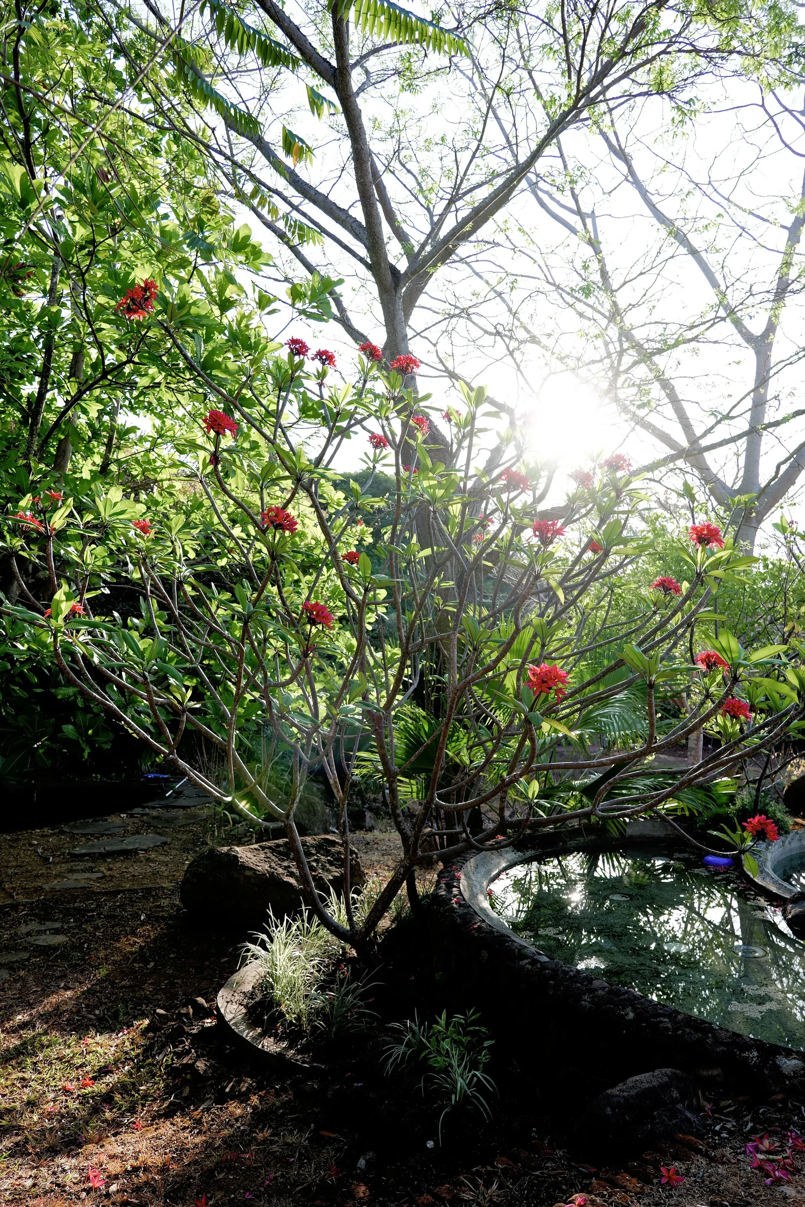 A lush garden with green foliage, a flowering shrub with red blooms, and sunlight shining through the trees, casting shadows on the ground and a small pond.